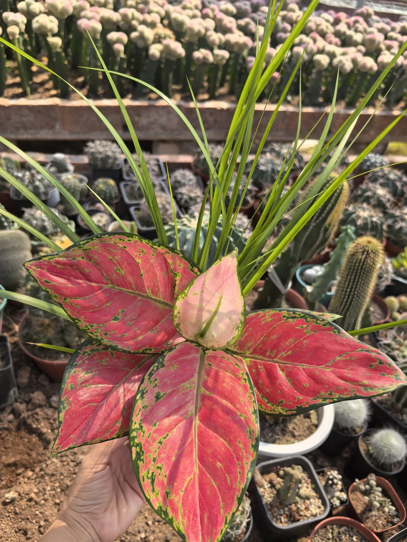 红颜组合，苔藓球盆景室内花卉