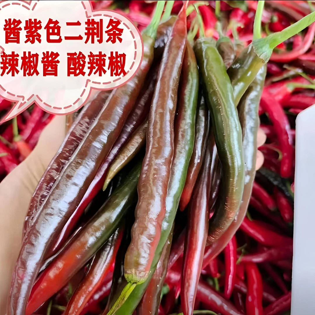 顺丰包邮红辣椒紫红乌红红线二荆条泡辣椒专用农家土辣椒新鲜精选