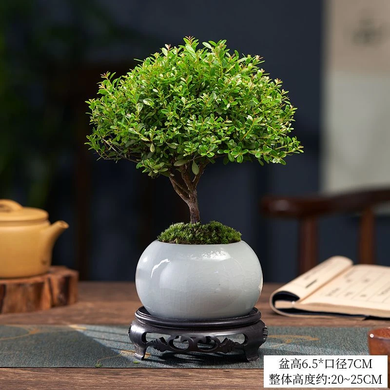小叶赤楠植物办公室内绿植园艺四季盆栽摆件茶桌盆景星花怒放老桩