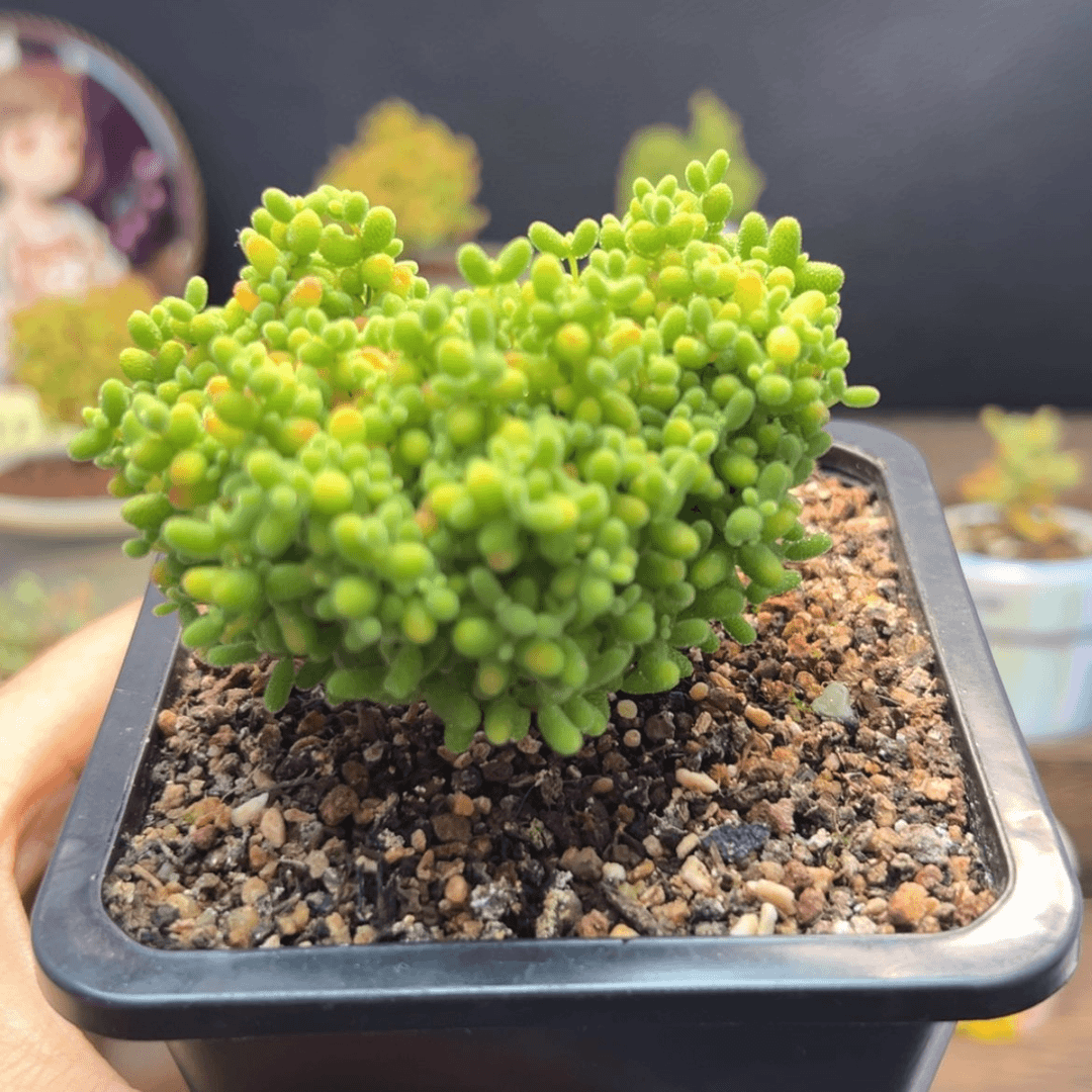 【闪购商品】蜜橘糖球 心形