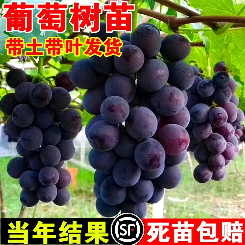 阳光玫瑰葡萄树苗盆栽巨峰蓝宝石北方耐寒南方种植庭院爬藤葡萄苗