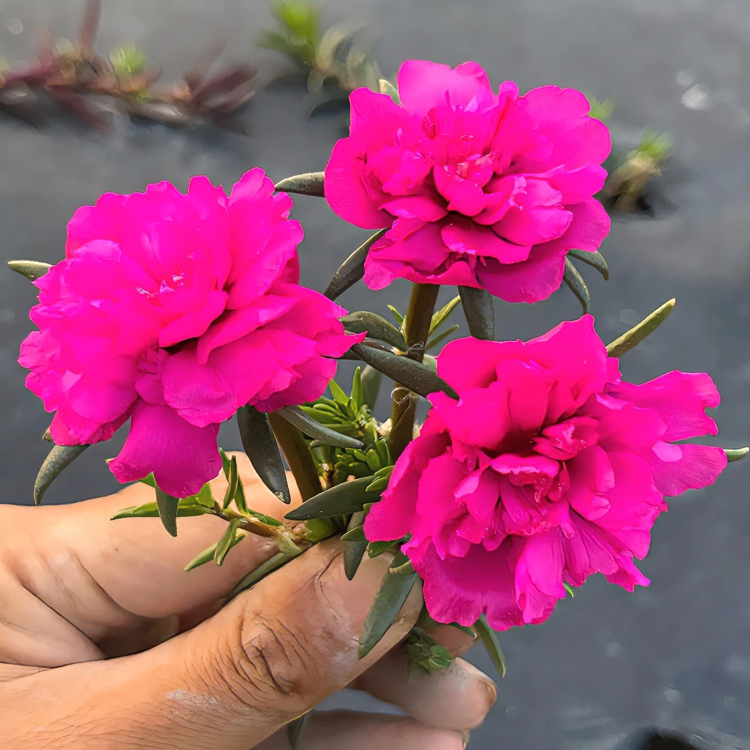 宿根牡丹玫红王老桩  多年生耐热易养植物春季