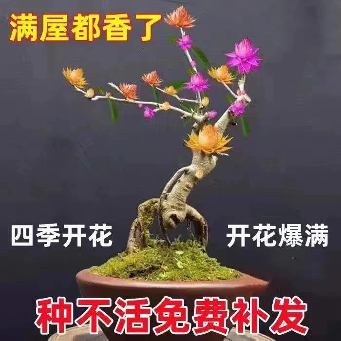 天然檀香老桩聚财纳福金莲花苗盆栽花卉南北方种植耐寒驱蚊防虫