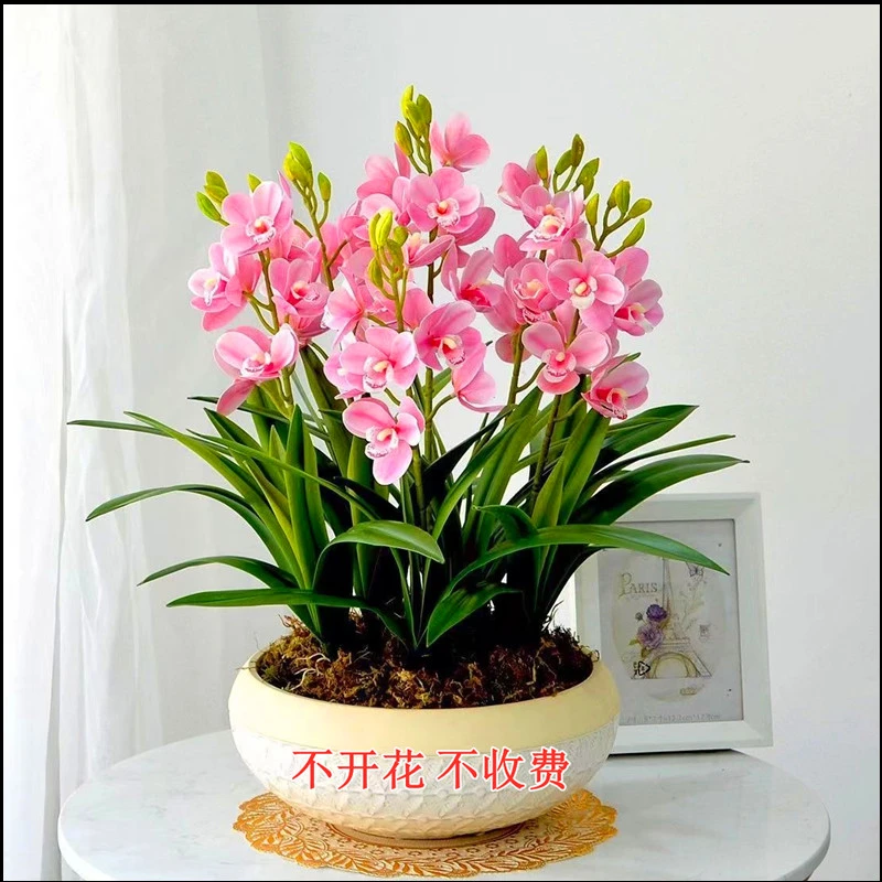 【新品】夏季露台阳台开花养护浓香型雪香兰室内盆栽兰花花卉直发