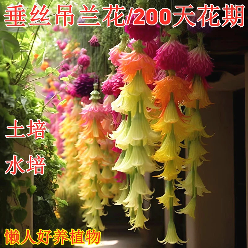 垂丝吊兰室内花卉驱蚊虫办公室绿植懒人花盆栽地栽耐寒花卉大全
