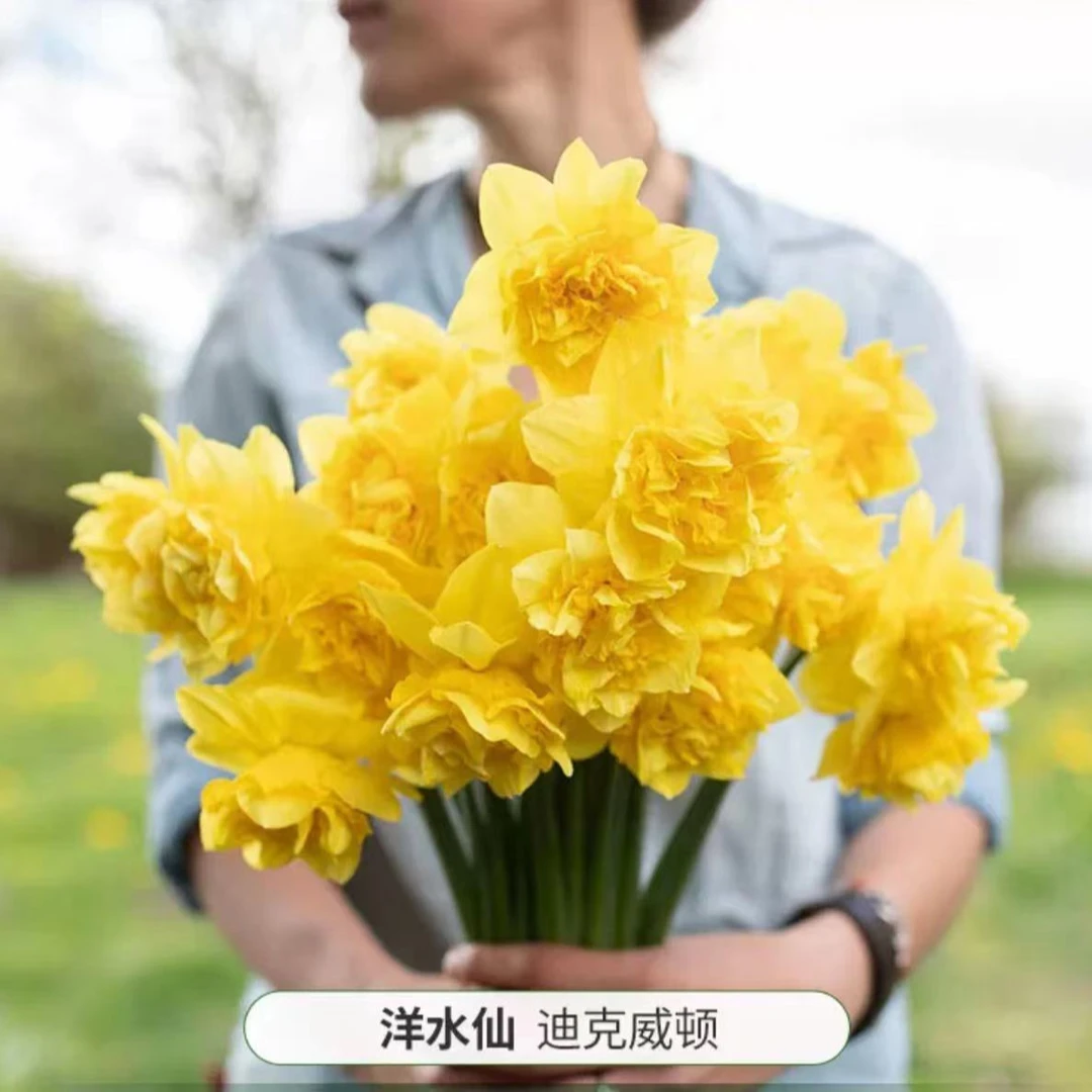 进口水仙 【迪克威顿】洋水仙 一棵装