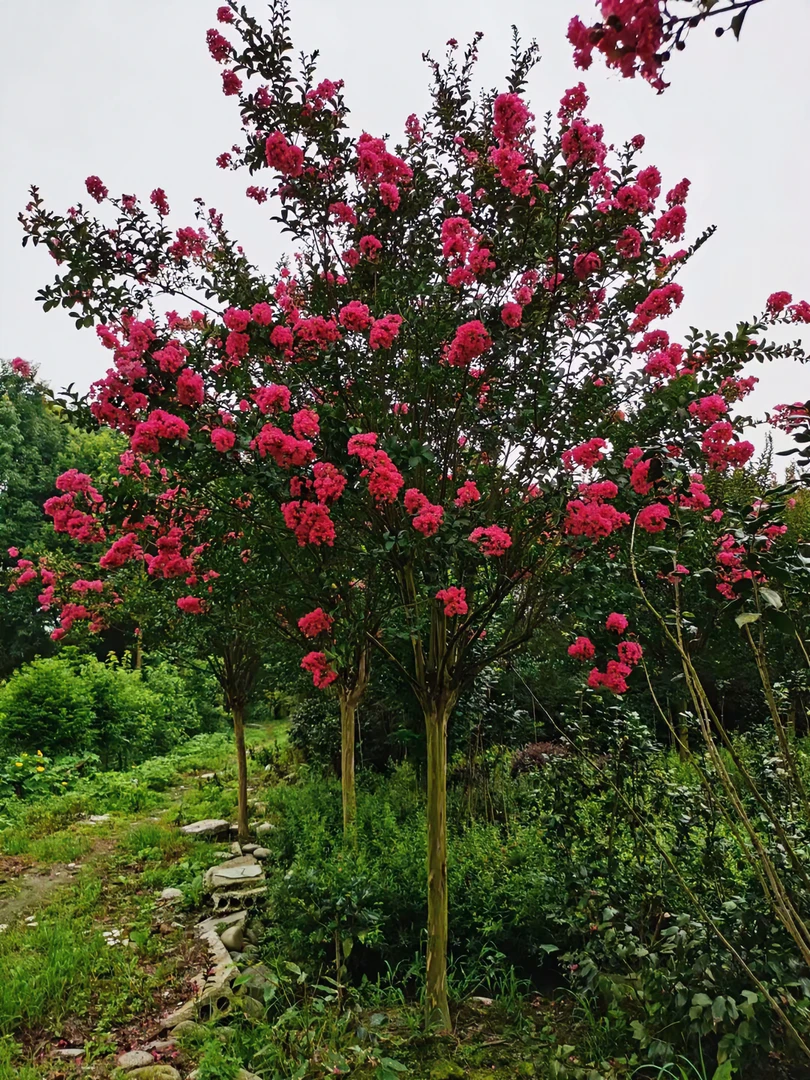 花树紫薇花夹竹桃海棠花石楠花小叶玫瑰红树苗耐高温栽种养护花卉