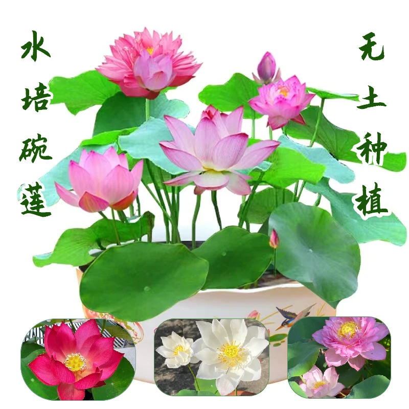 【9.9元3包水培碗莲种子+送肥料】盆栽水养无土水培莲花四季开花