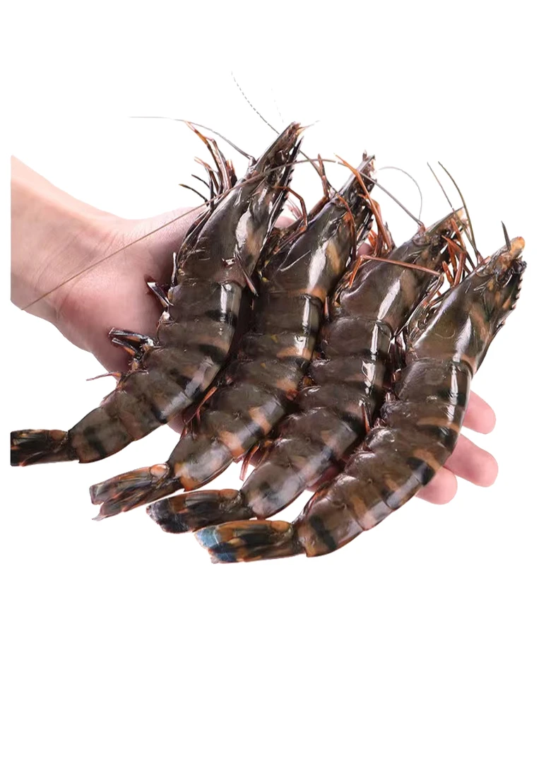 鲜活黑虎虾500g