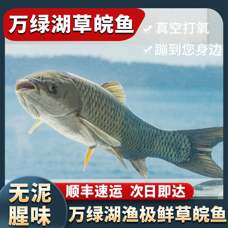 万绿湖渔极鲜草皖、草鱼