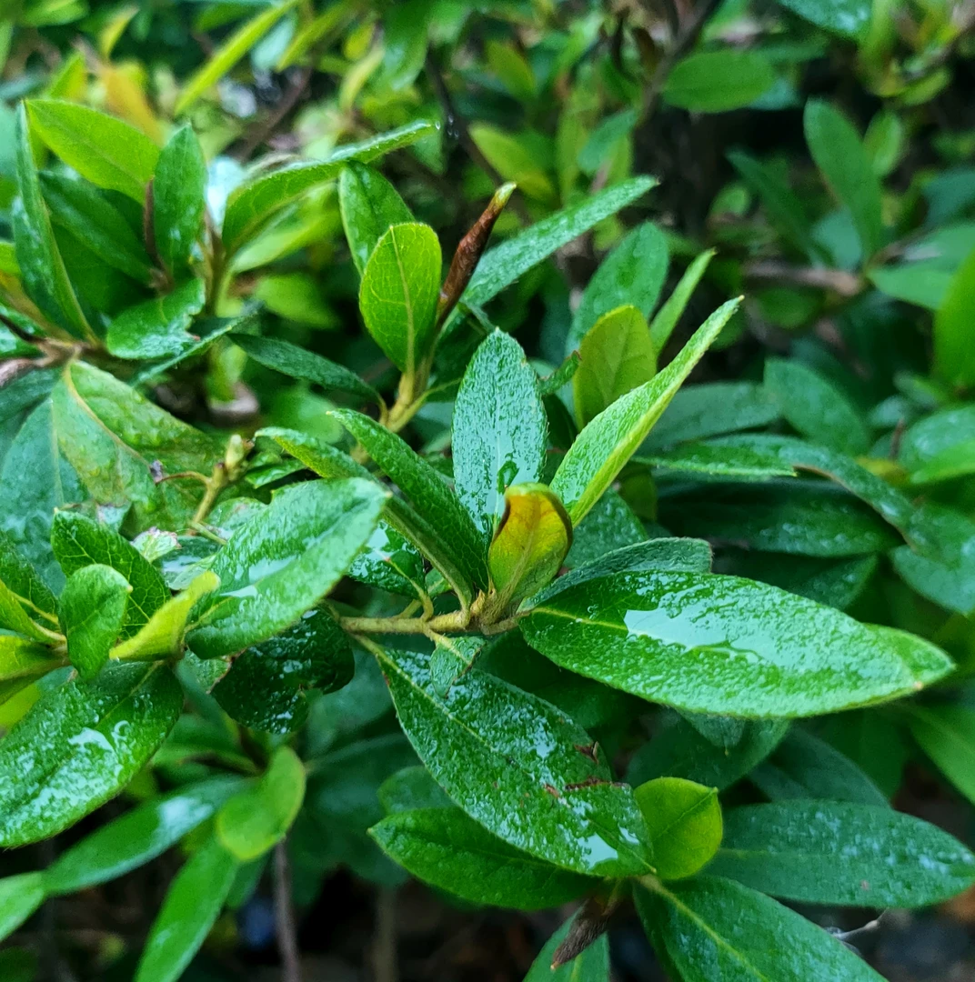 植物专拍春花，石斑木，栀子花