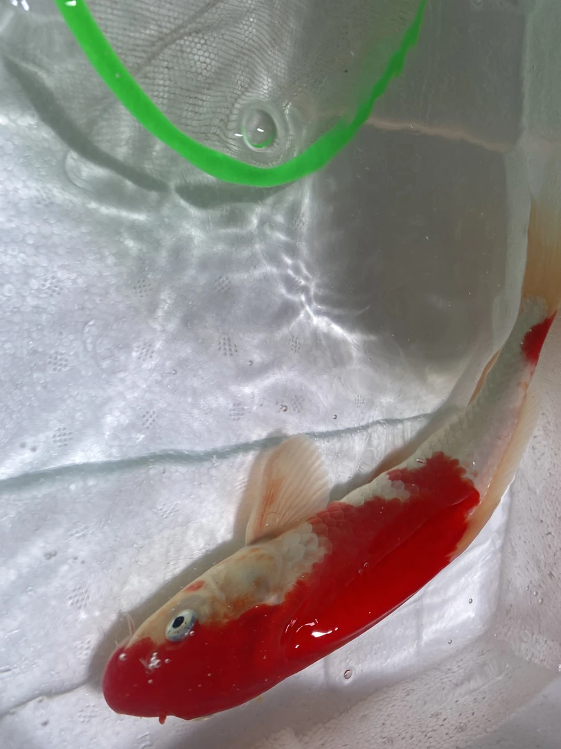 冷水观赏鱼锦鲤红白三色27－29cm 到手2条
