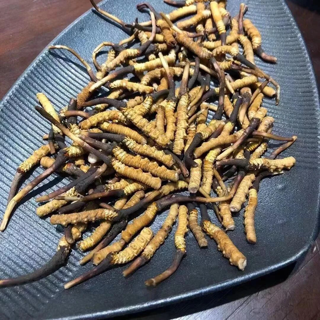 50克--100克 断草 鲜冬虫夏草 直播间现场挑选 现拍现发 顺丰空运