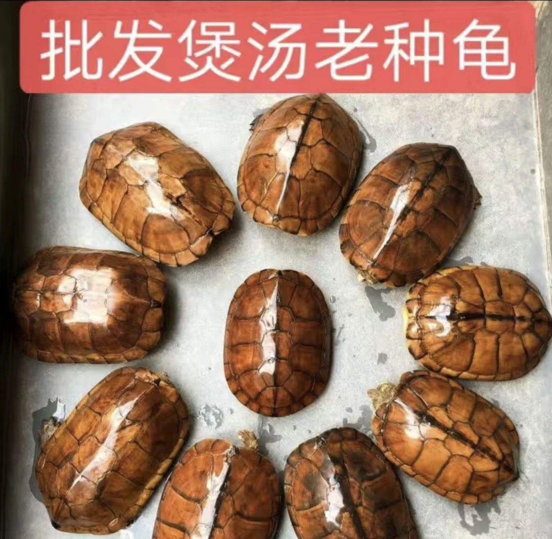 可食用冷水南石龟  煲汤 观赏 外塘生态养殖  鲜活发货 活体