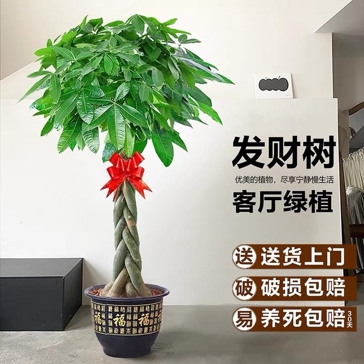 辫子发财树大棵客厅老桩盆栽办公室内招财树开业送礼室内观叶盆景