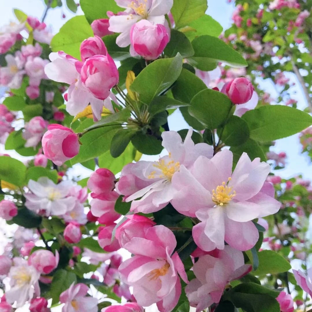 西府海棠南北方都可栽种，室内室外家庭小区绿化春粉色花卉客厅
