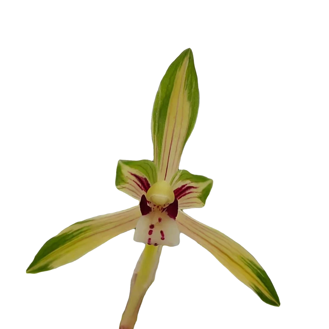 精品红素兰花，浓香型兰花，实合家中摆放。基地种植发货。庭院兰花苗