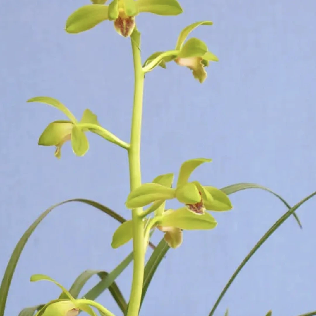 精品兰花，适合庭院，客厅，书房等地方摆放，易成活，花浓香型。