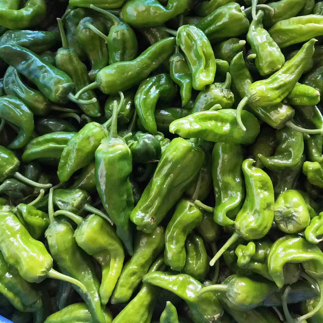 余干枫树李家村辣椒现摘现发2/10斤
