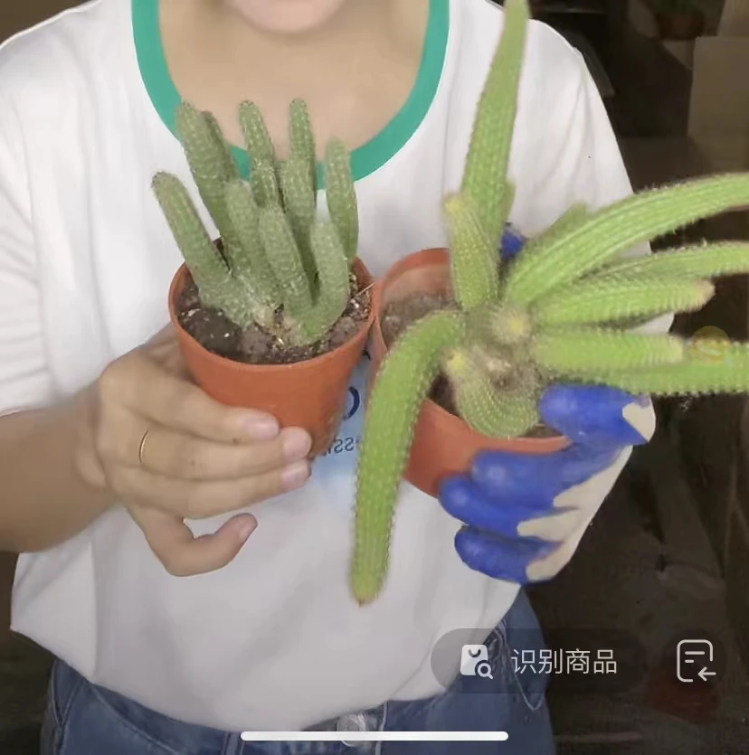 表妹园艺（组合）多花色仙人球满18包邮随机发