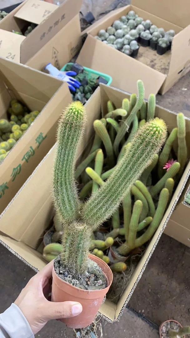 表妹园艺（红花金妞）多花色仙人球满18包邮随机发