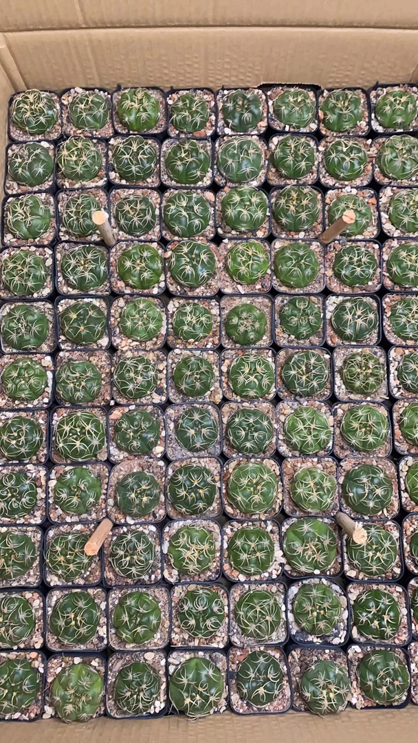 表妹园艺（高木海王）多花色仙人球满18包邮随机发