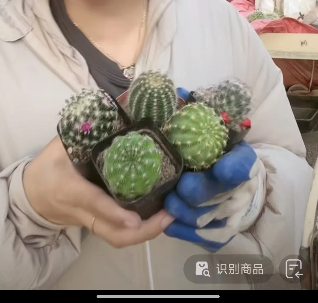 表妹园艺（5组合）多花色仙人球满18包邮随机发