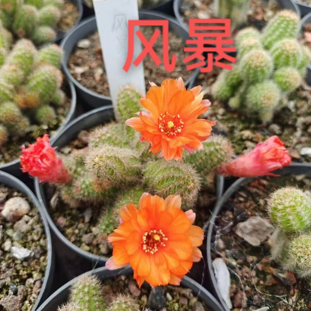 表妹园艺（风暴白檀）多花色仙人球满18包邮随机发