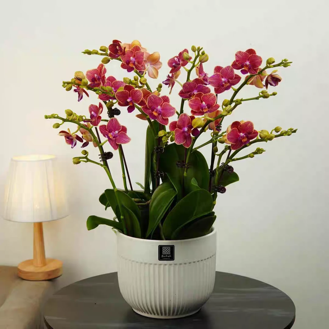 【金边玲珑】红色中花高级室内花卉绿植