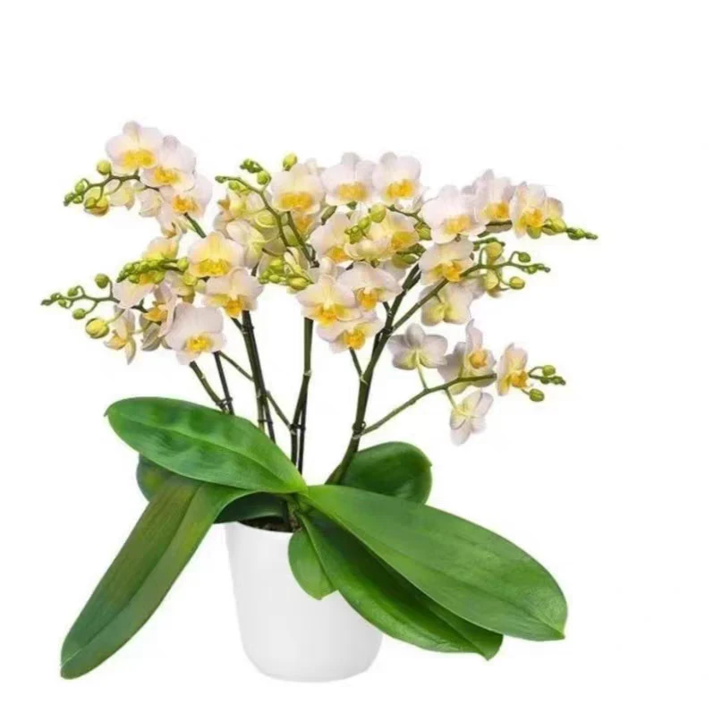 【勃垦第】欧品白色中小花精致桌面兰