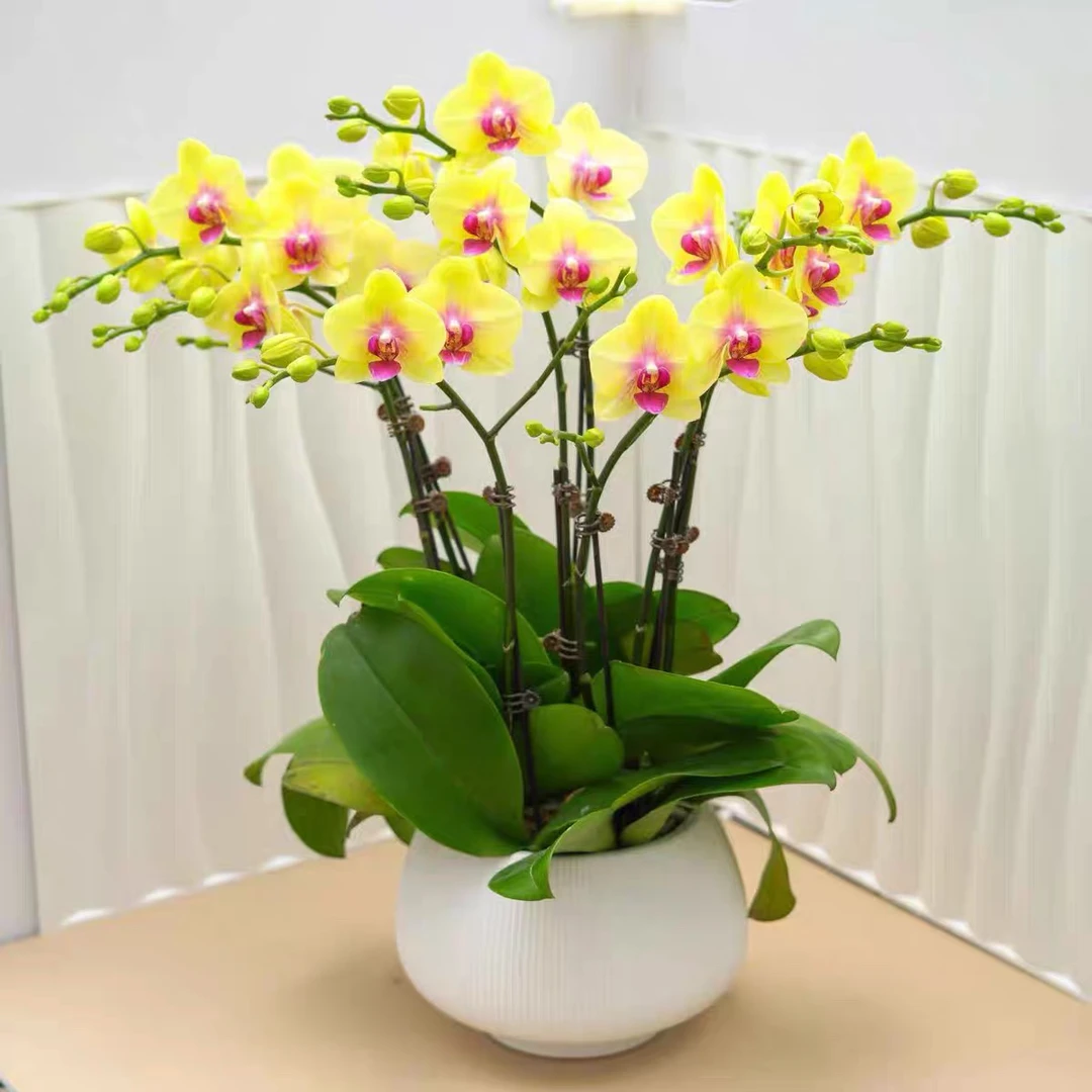 【朝日】黄色中大花室内花卉