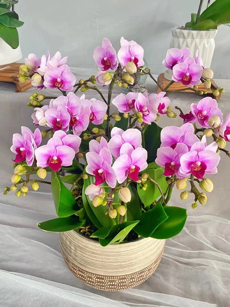 【宝贝】粉色蝴蝶兰
