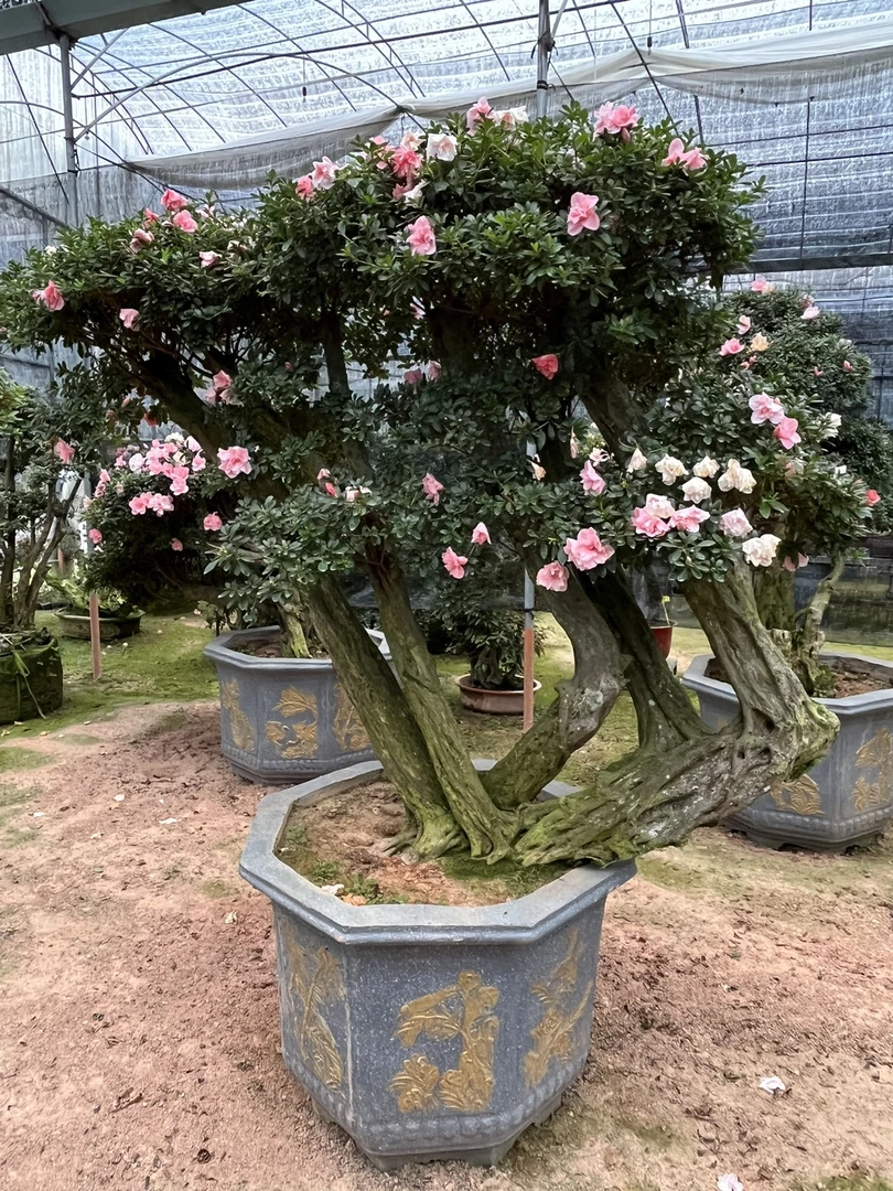 紫花桩嫁接的杜鹃盆景