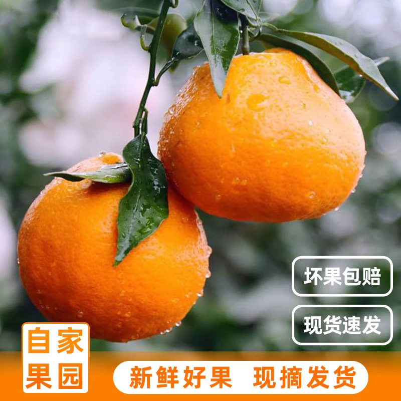 现摘四川春见耙耙柑（9分甜1分酸）新鲜应季水果丑柑橘子4.5-5斤