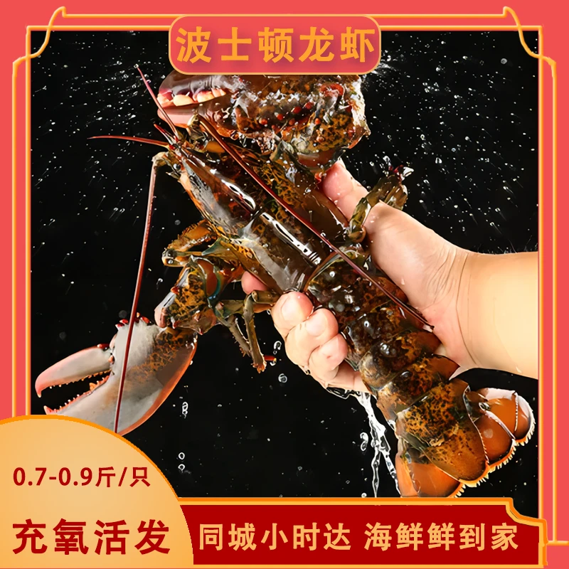 【鲜活】福利波龙350-450g/只/杭州1-2小时闪送海鲜小时达/包鲜不包活/同城