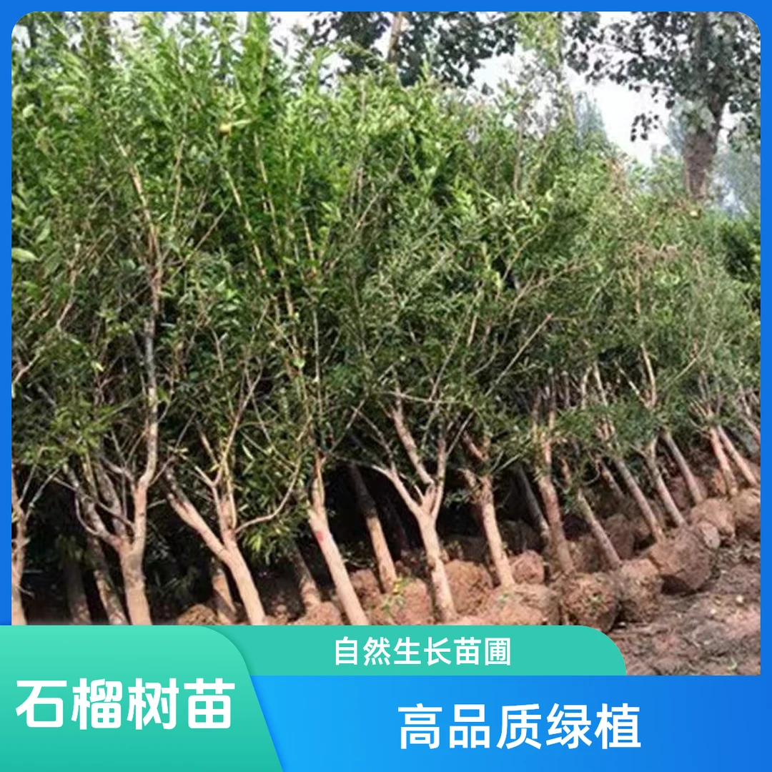 石榴树苗带土球突尼斯软籽黑籽大红袍南方北方种植果树苗当年结果