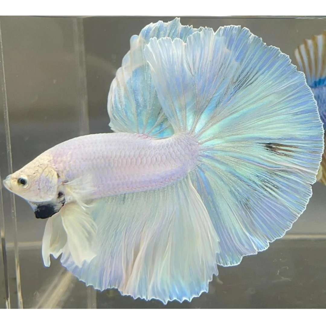 水溪泰斗FL001-FL050活体小型热带精品半月婚纱将军斗鱼私拍不发