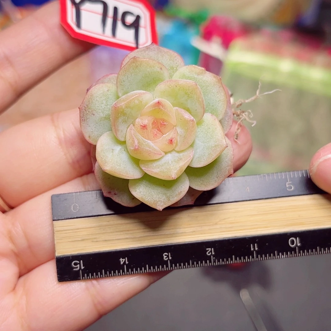 Y719 一物一拍 M盒