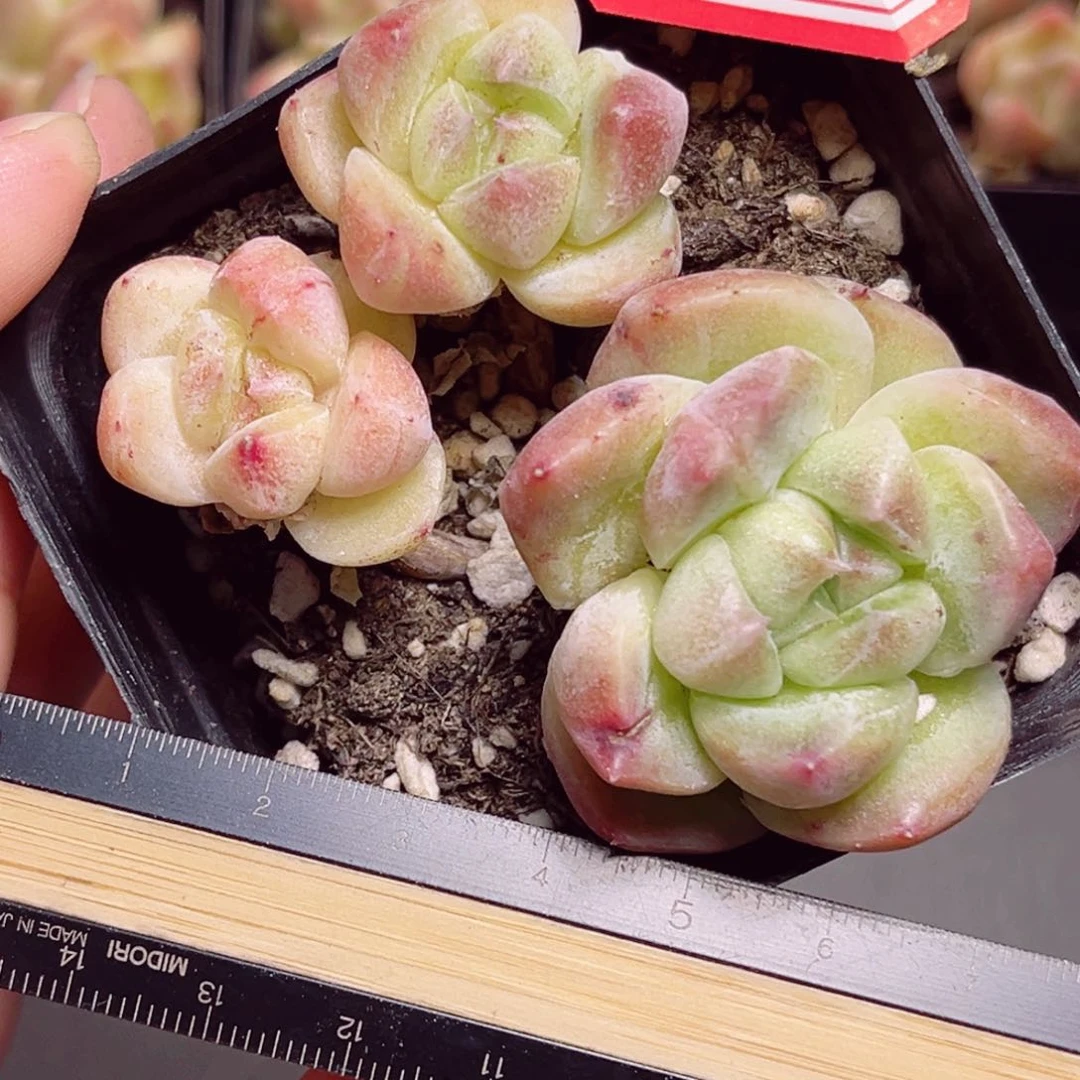 Y643一物一拍 格林陌林