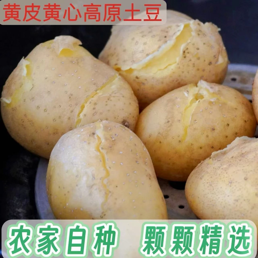 2024现挖新鲜塞北坝上黄皮黄心土豆净重包邮粉面洋芋马铃薯