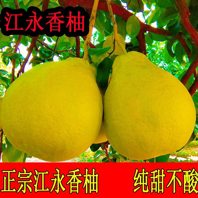 湖南永州特产江永香柚老树沙田柚纯甜新鲜水果非容县梅州柚子包邮