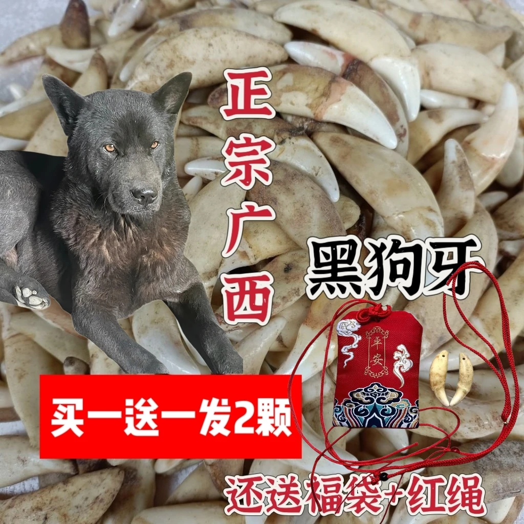 广西狗牙护身符黑狗纯黑真黑狗牙正品真狗牙宝宝婴幼儿童成人狗牙