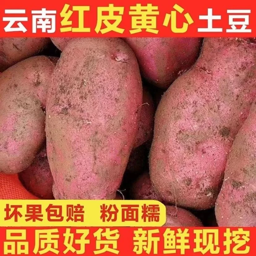 云南高原红皮黄心土豆粉糯干面新鲜现挖农家自种马铃薯洋芋5/9斤