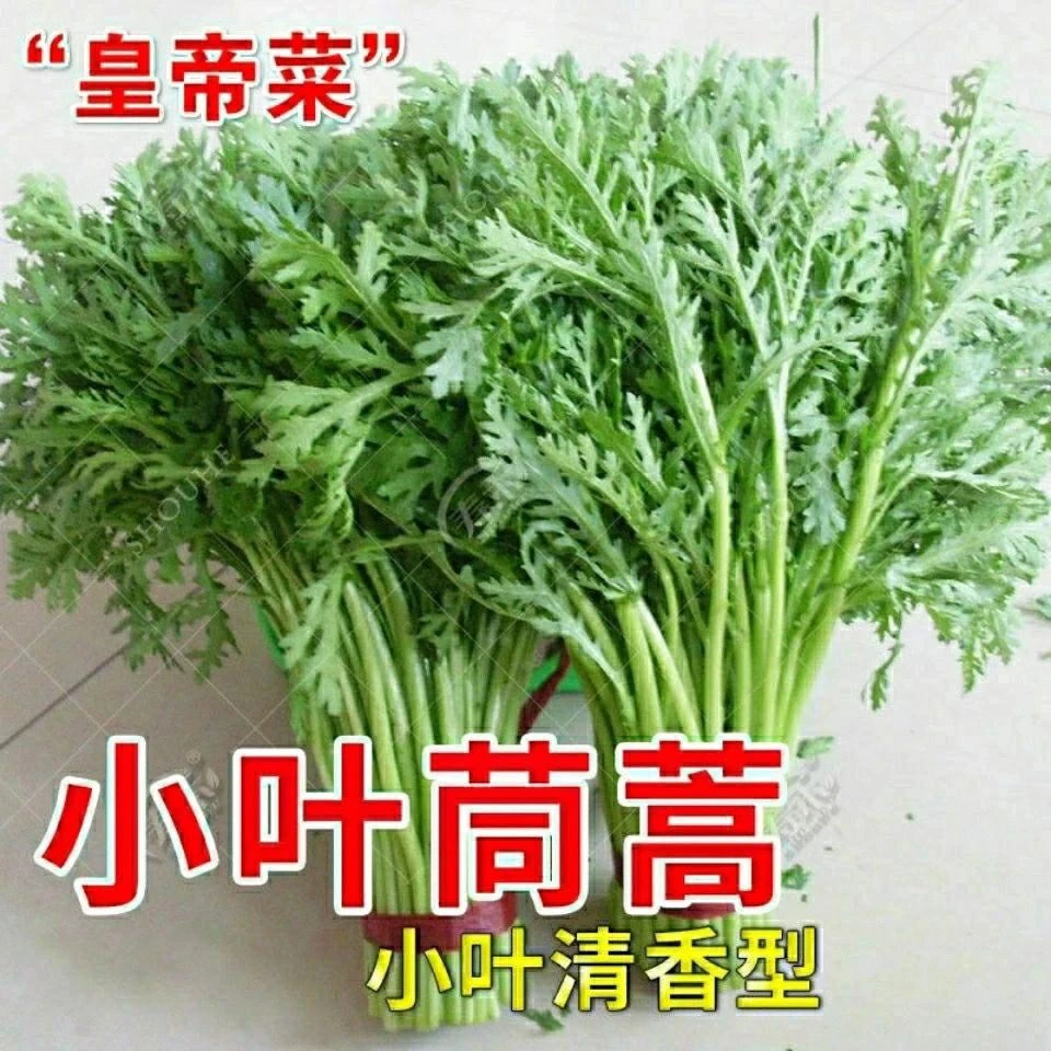 小叶茼蒿种子种籽菜种皇帝菜秋冬季籽种青菜蔬菜孑菜籽茼蒿菜种