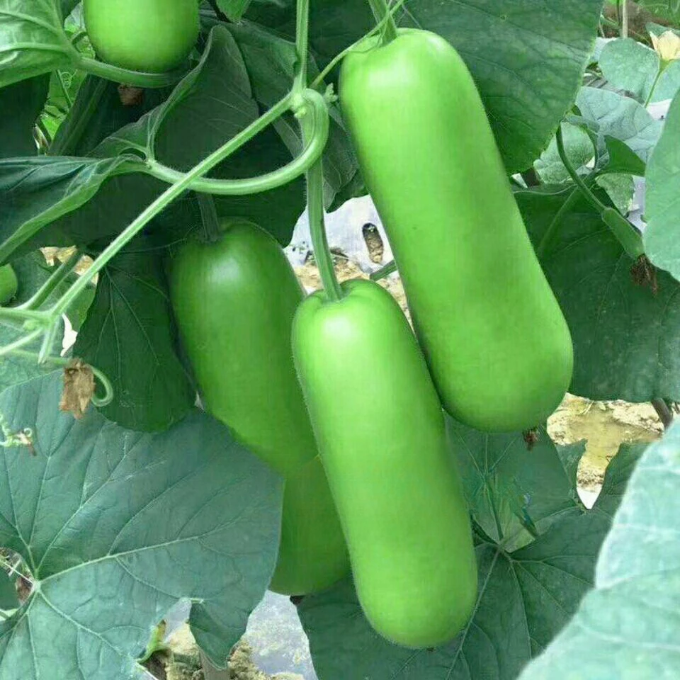 新嫩厚肉长瓠子瓜种子嫩蒲瓜种子葫芦瓜圆瓠子蔬菜瓜果种子