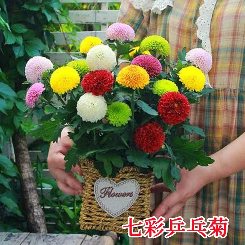 糖果菊花种子一年四季开花乒乓球菊乒乓菊花卉庭院籽种植室外