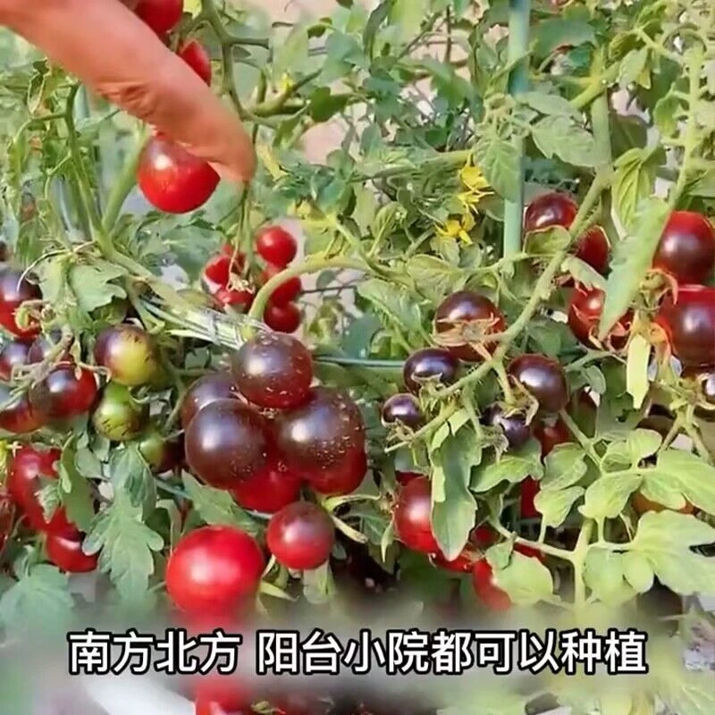 糖水黑番茄种子黑西红柿种苗种籽小番茄耐热耐寒阳台盆栽蔬菜种孑