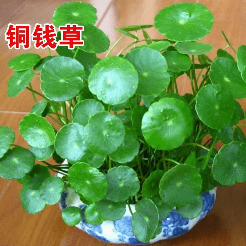 铜钱草种子金钱草籽可水培土培室内盆栽绿化植物易种易活
