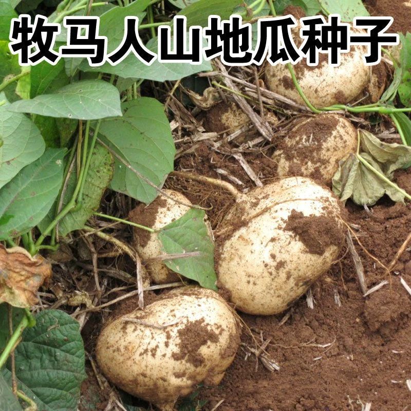 地瓜种子凉薯土瓜种子白凉瓜牧马山水果生吃沙葛蔬菜种孑早熟