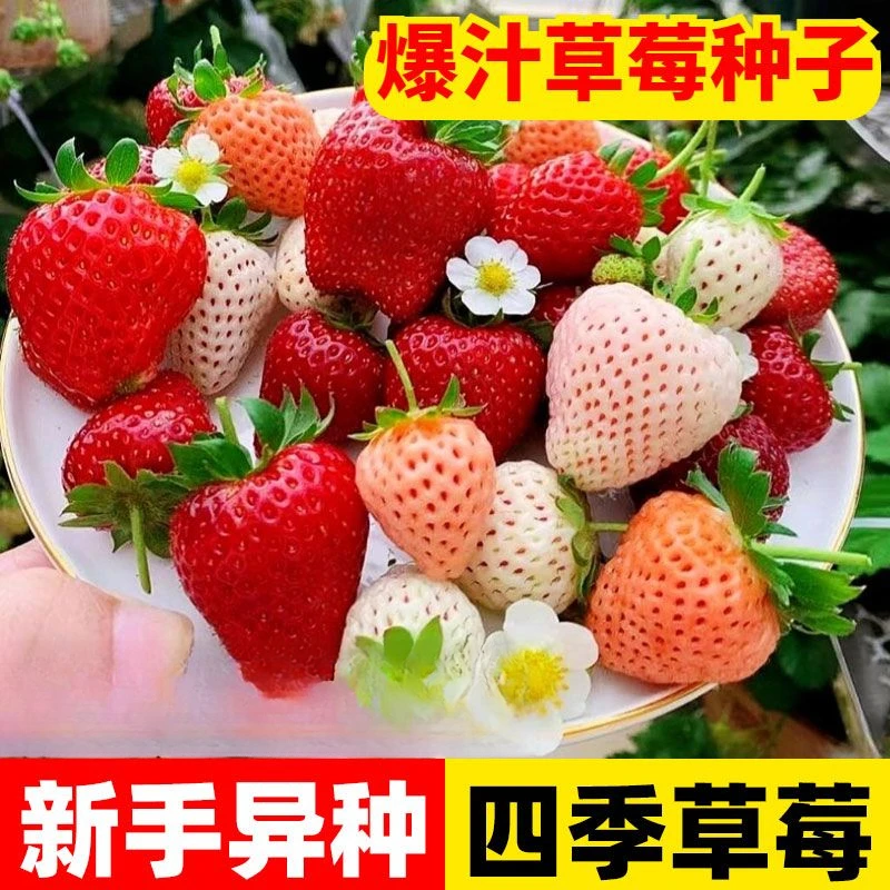 【四季草莓】草莓种籽子奶油草莓盆栽苗四季开花结果室内外花卉